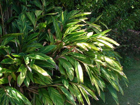 Image of Alpinia