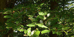 Image of European beech