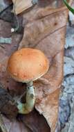 Image of Leratiomyces ceres (Cooke & Massee) Spooner & Bridge 2008