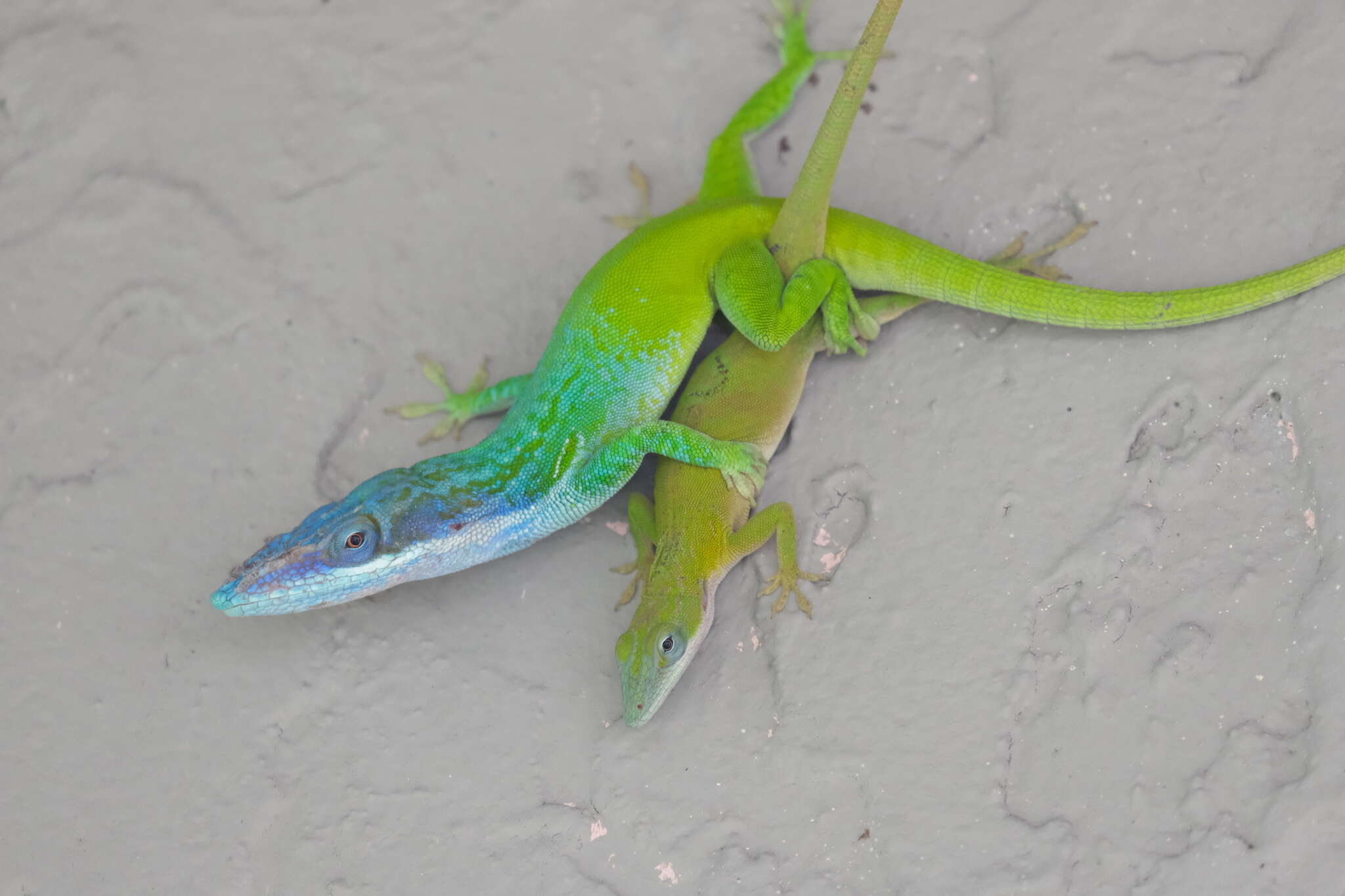 Image of Allison's Anole