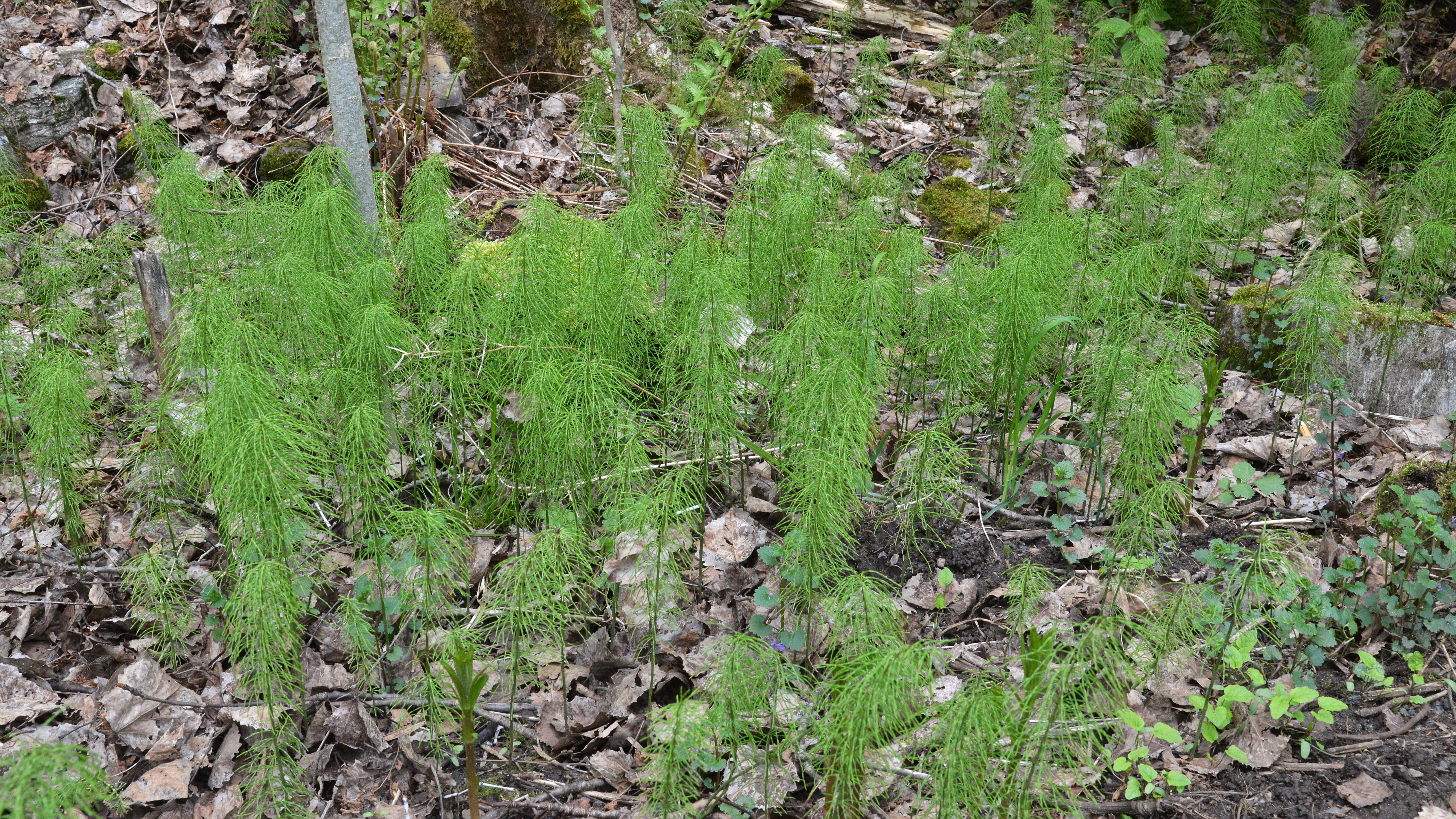 Image of Shady Horsetail