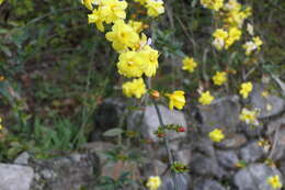 Image of Japanese jasmine