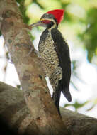 Image of Lineated Woodpecker