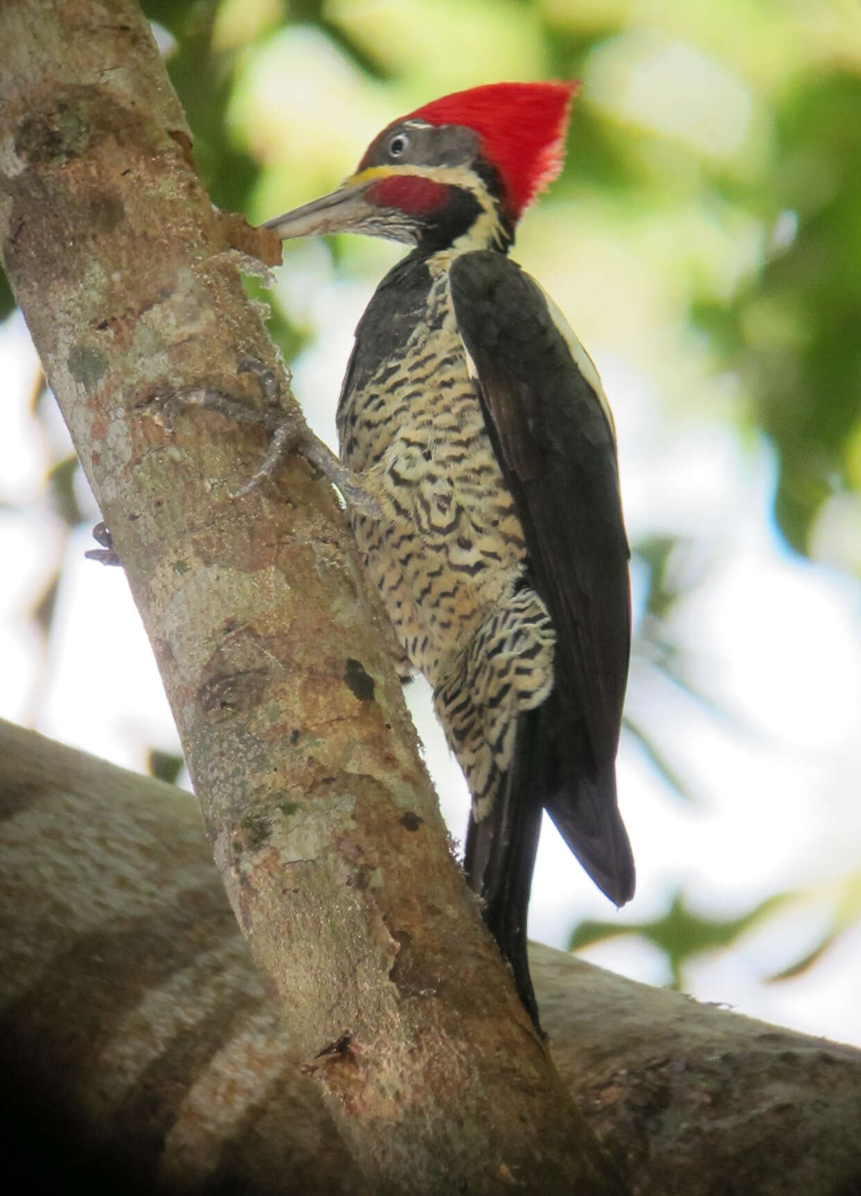 Image of Lineated Woodpecker