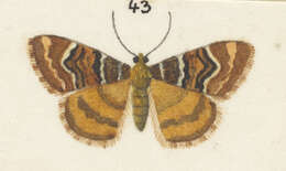 Image of Notoreas niphocrena Meyrick 1883