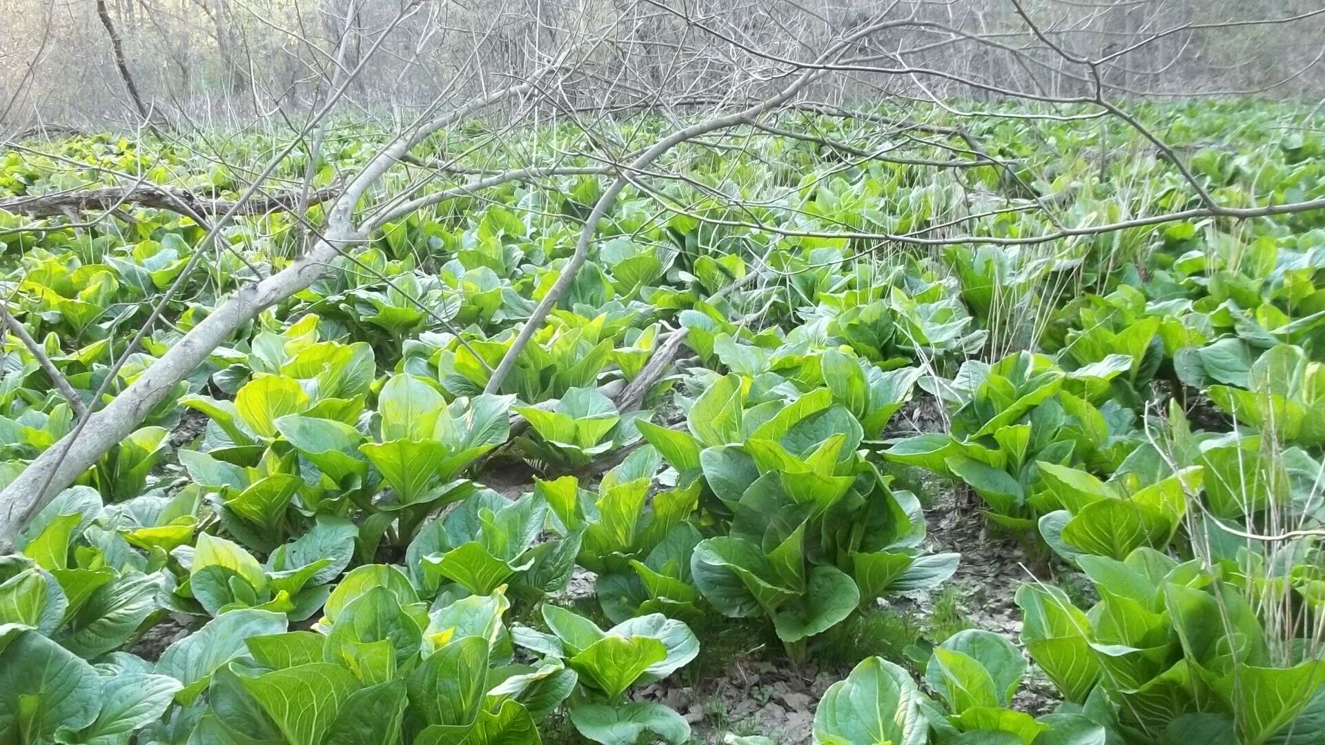 Sivun Suohaisuhuppu kuva