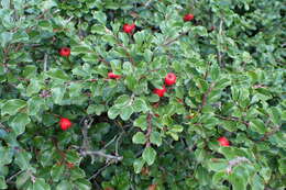 صورة Cotoneaster apiculatus Rehd. & E. H. Wilson