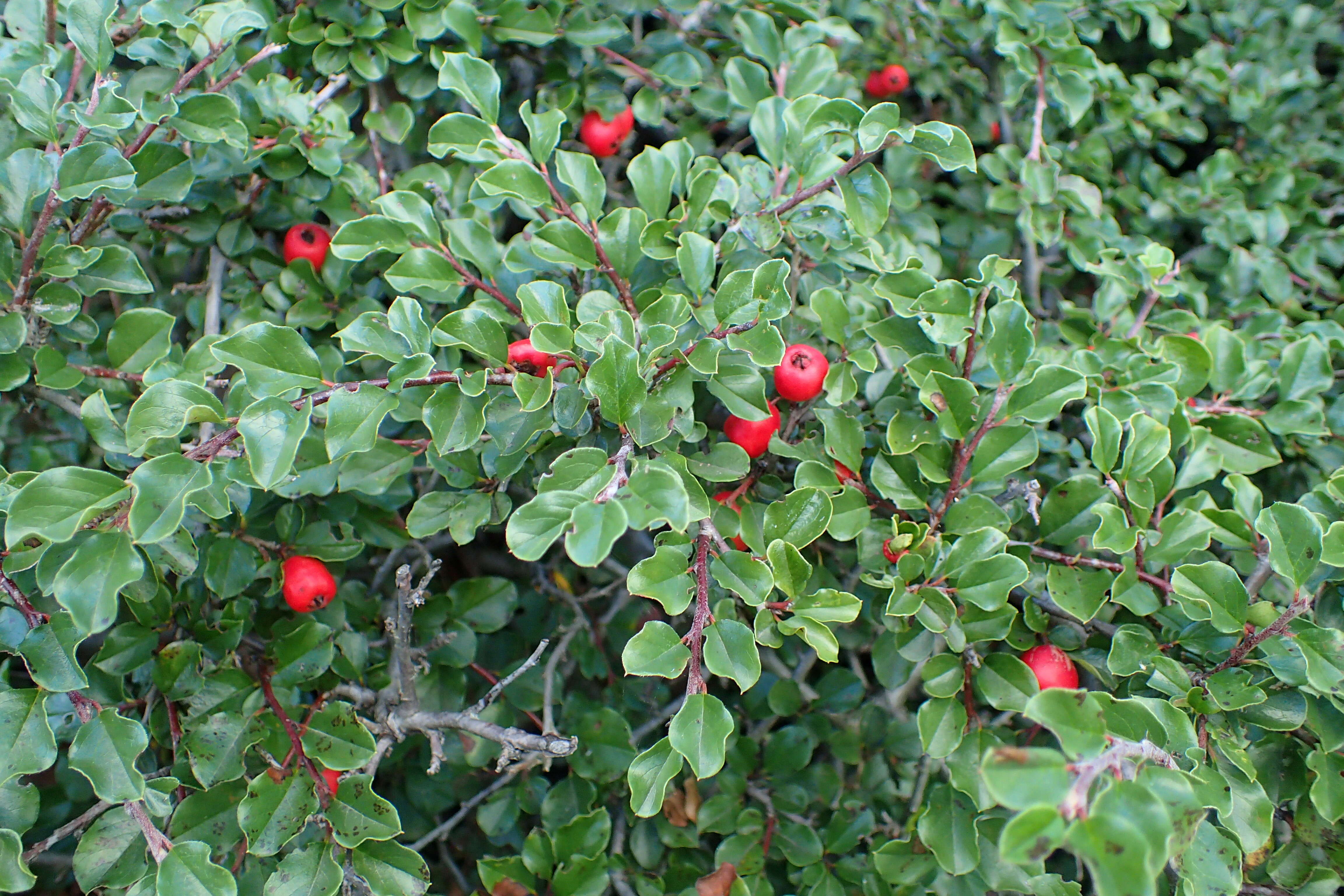 صورة Cotoneaster apiculatus Rehd. & E. H. Wilson