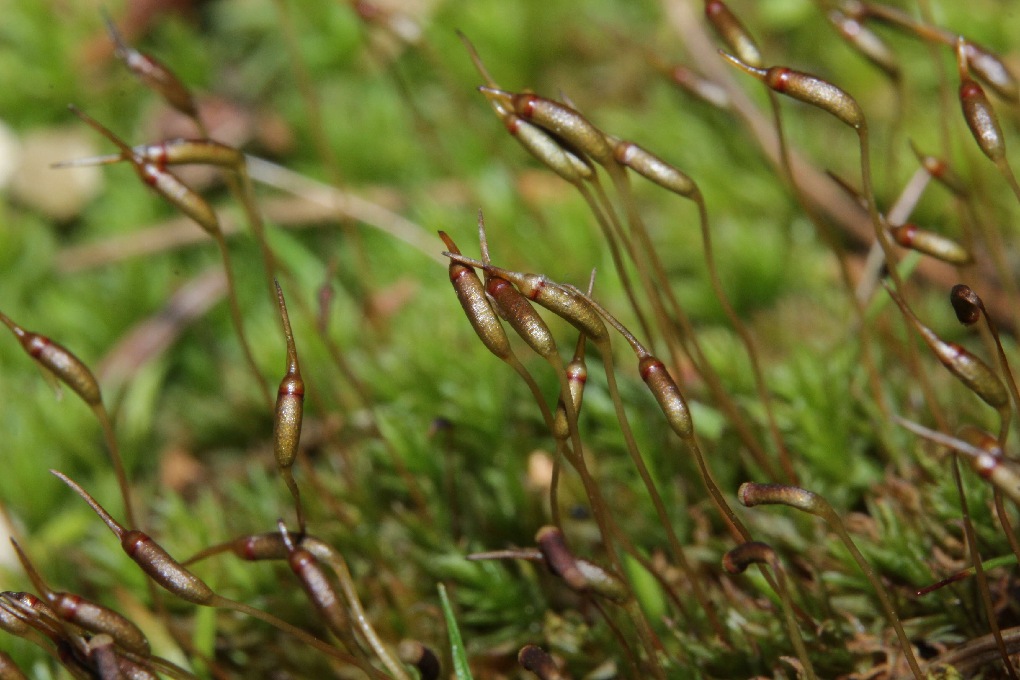 Image of atrichum moss