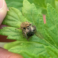 Carrhotus xanthogramma (Latreille 1819) resmi