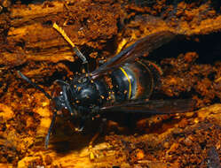 Image of Asian hornet