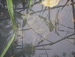 Image de Cératophylle Submergé