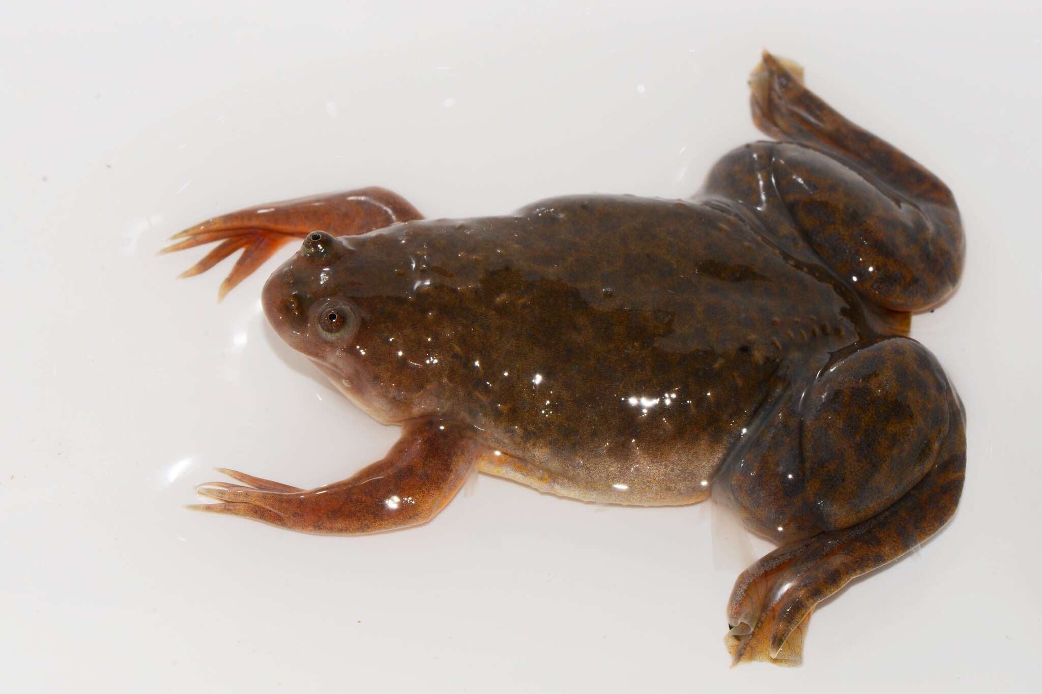 Image of Common Clawed Frogs