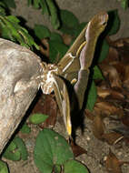 Image of Ailanthus Silkmoth