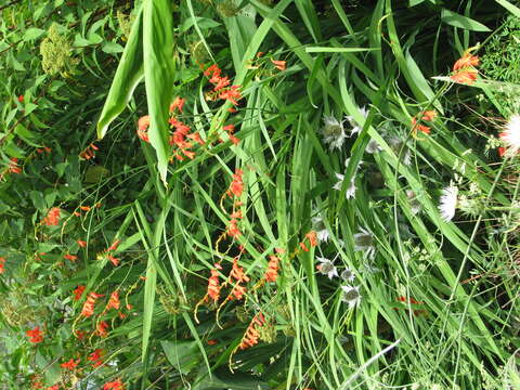 Image of Pott's Montbretia