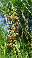 Imagem de Epipactis helleborine (L.) Crantz