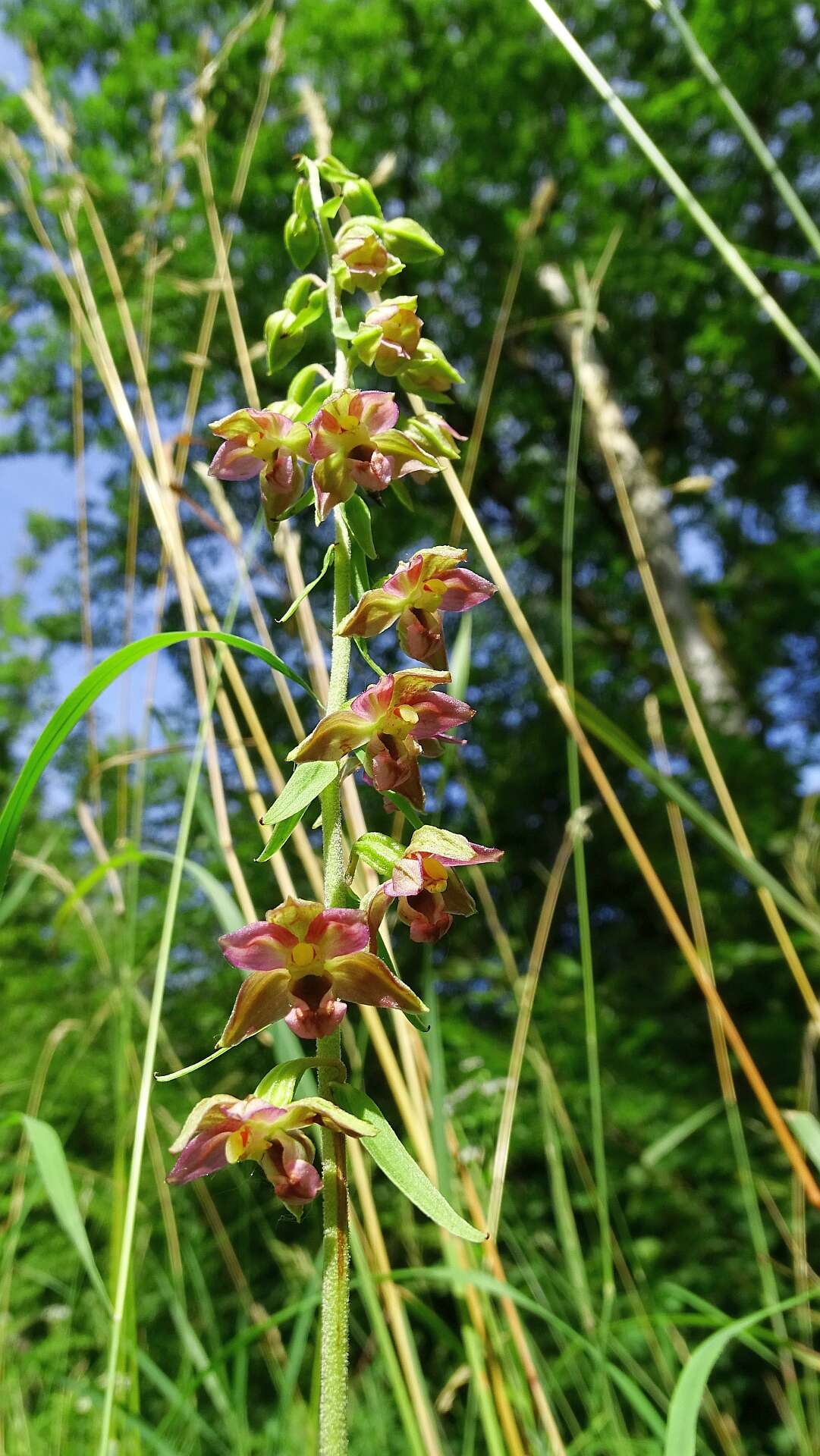 Image of Broad-leaved Helleborine