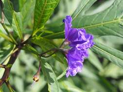 Image of Kangaroo Apple