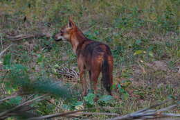 Image of golden jackal