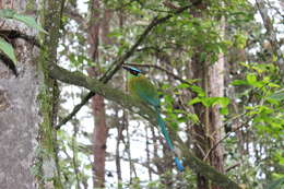 Image of Andean Motmot