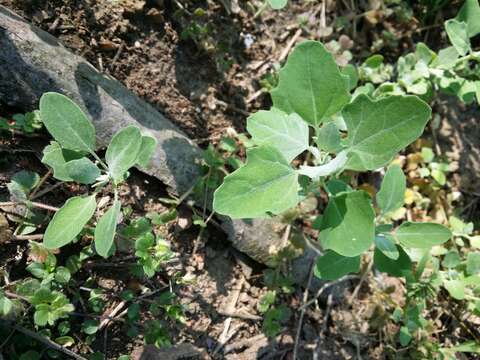 Plancia ëd Chenopodium opulifolium Schrader