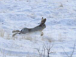 Image of Tolai Hare