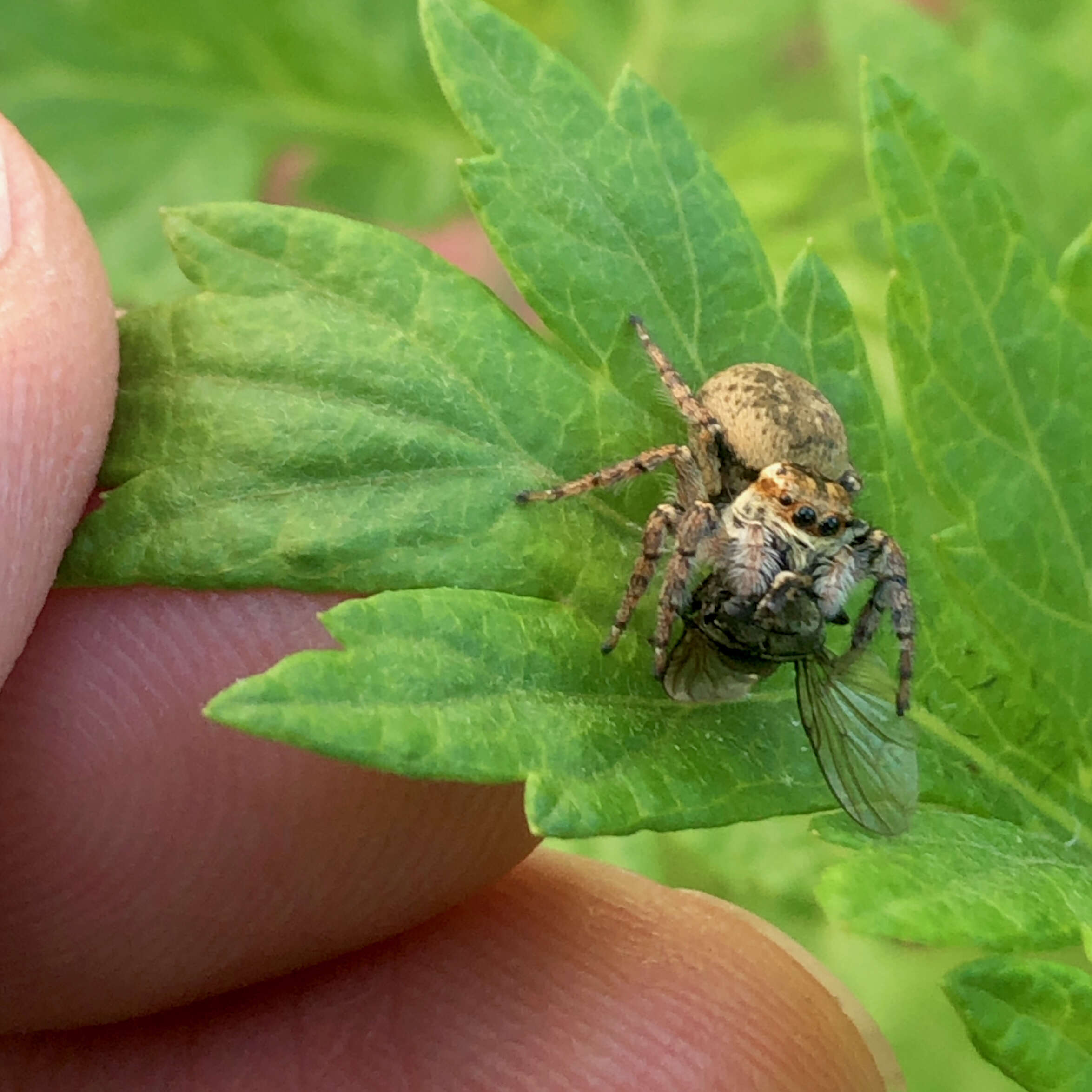 Carrhotus xanthogramma (Latreille 1819) resmi