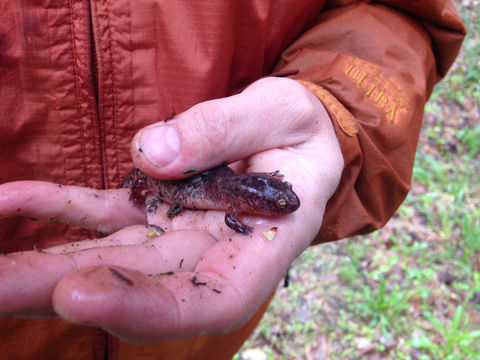Image of Northern red salamander