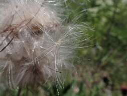 Слика од Cirsium helenioides (L.) Hill