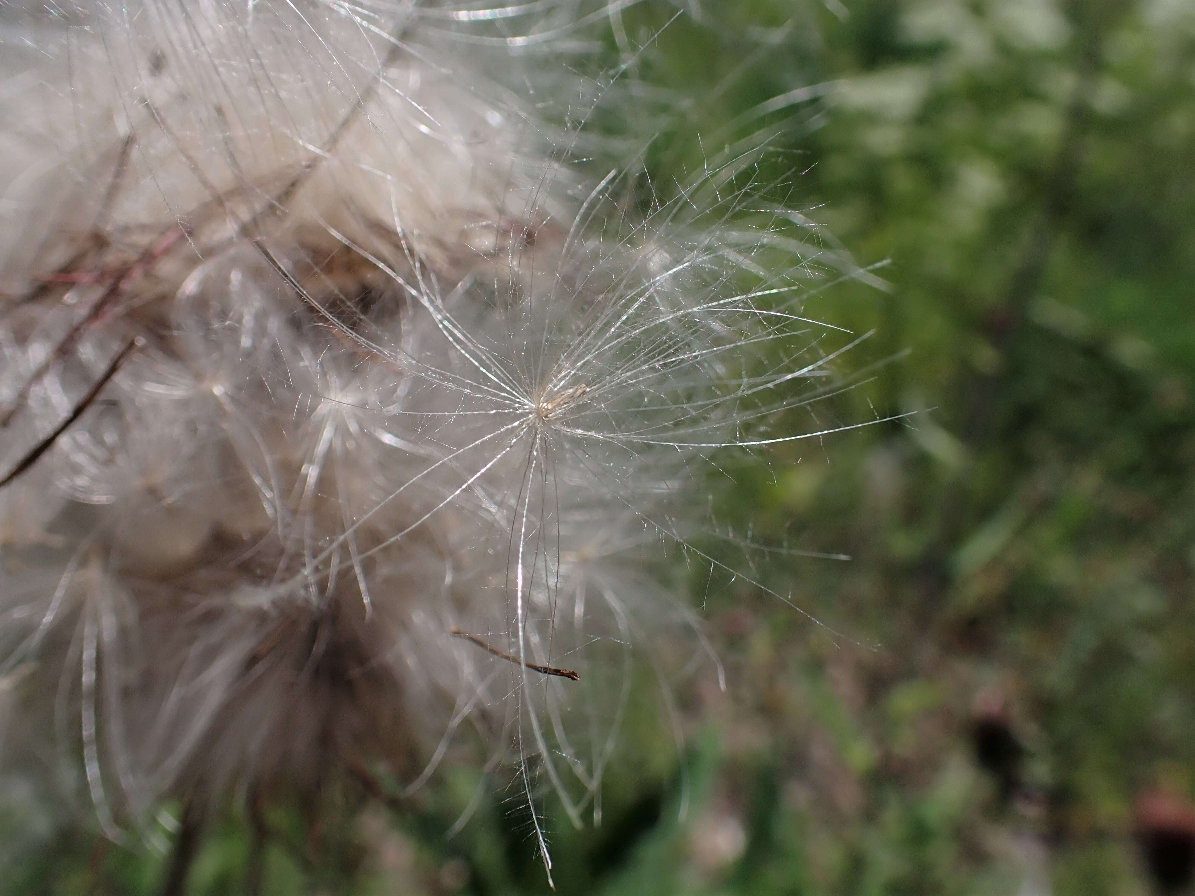 Слика од Cirsium helenioides (L.) Hill