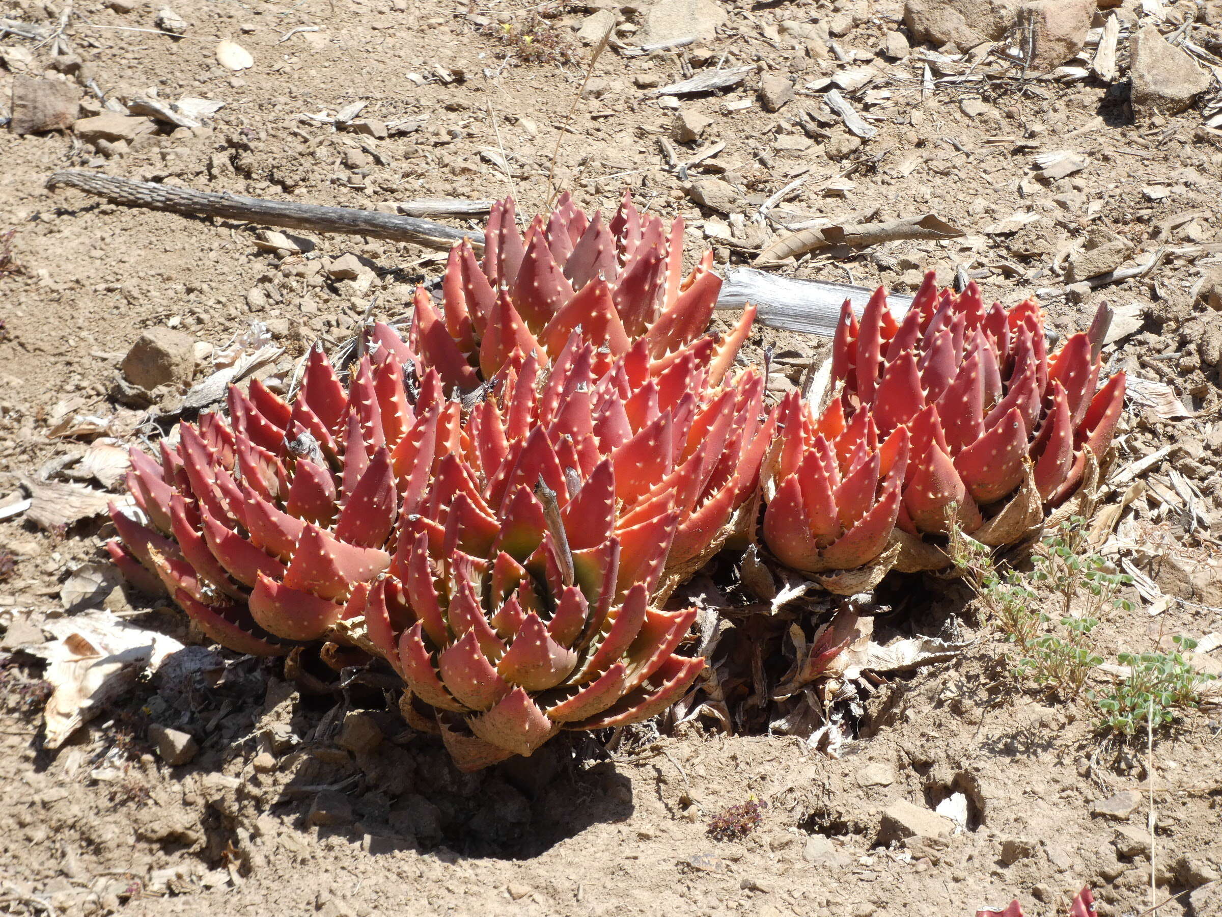 Image of Aloe × nobilis