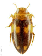 Image of Neobidessodes flavosignatus (Zimmermann 1922)