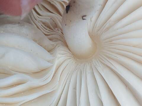 Image of Leucocoprinus cepistipes (Sowerby) Pat. 1889