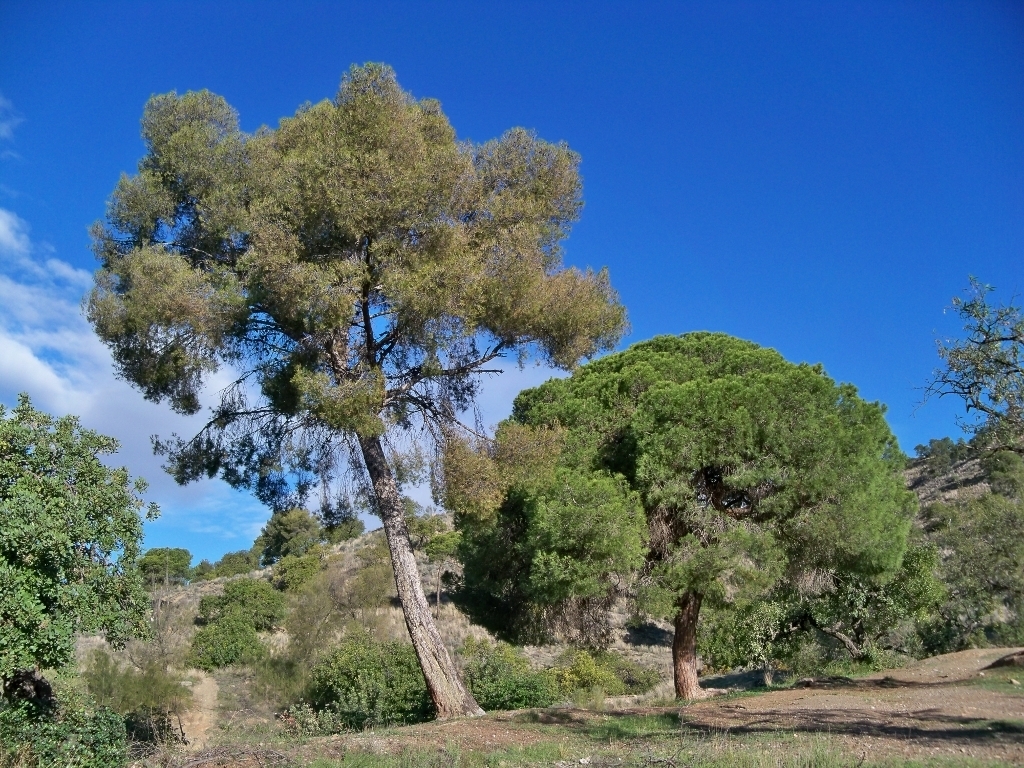 Image of <i>Pinus pinea</i>
