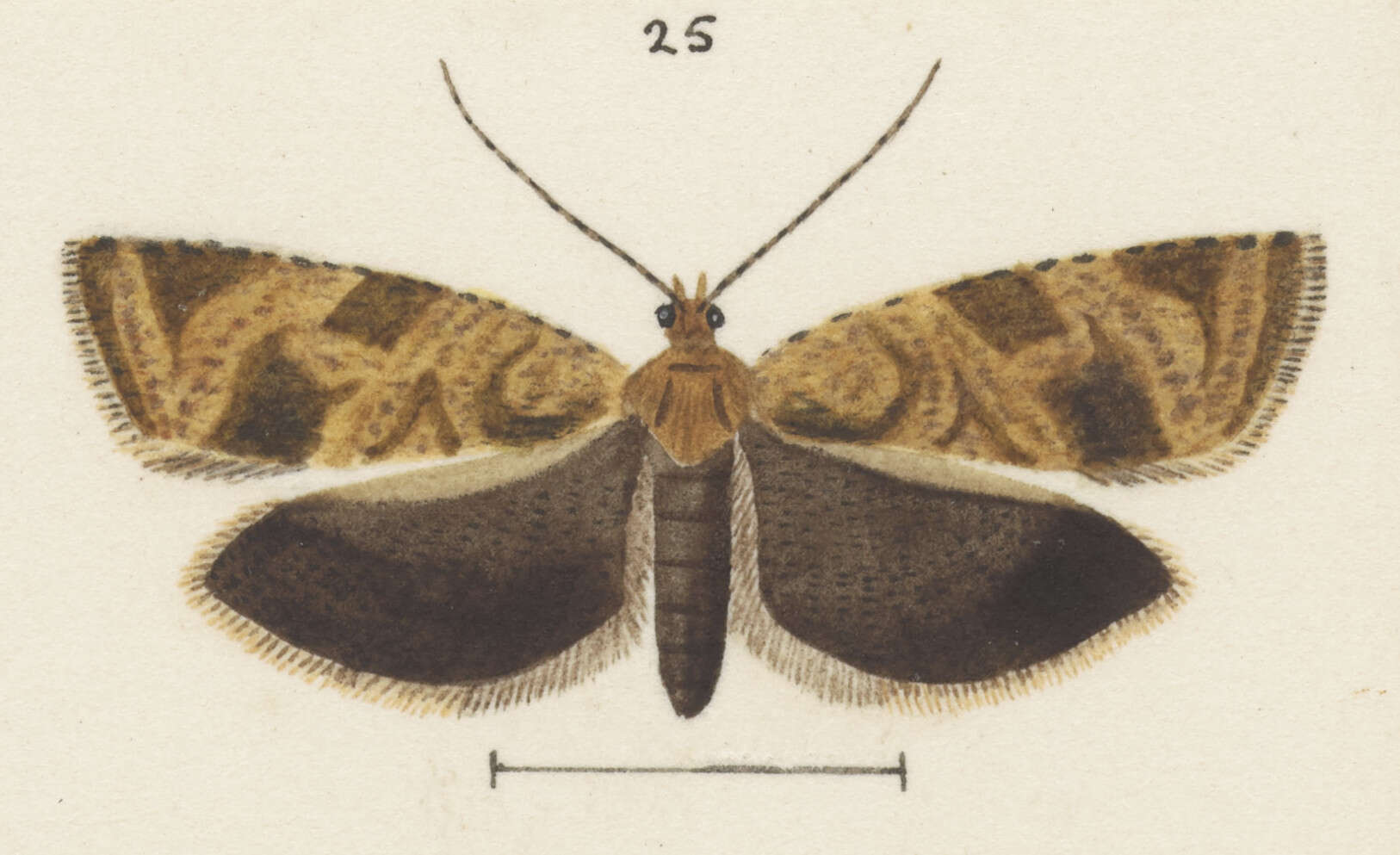 Image of Epichorista crypsidora Meyrick 1909