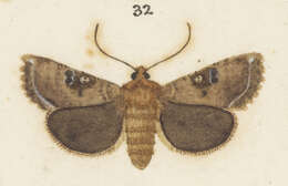 Image of Meterana inchoata Philpott 1920