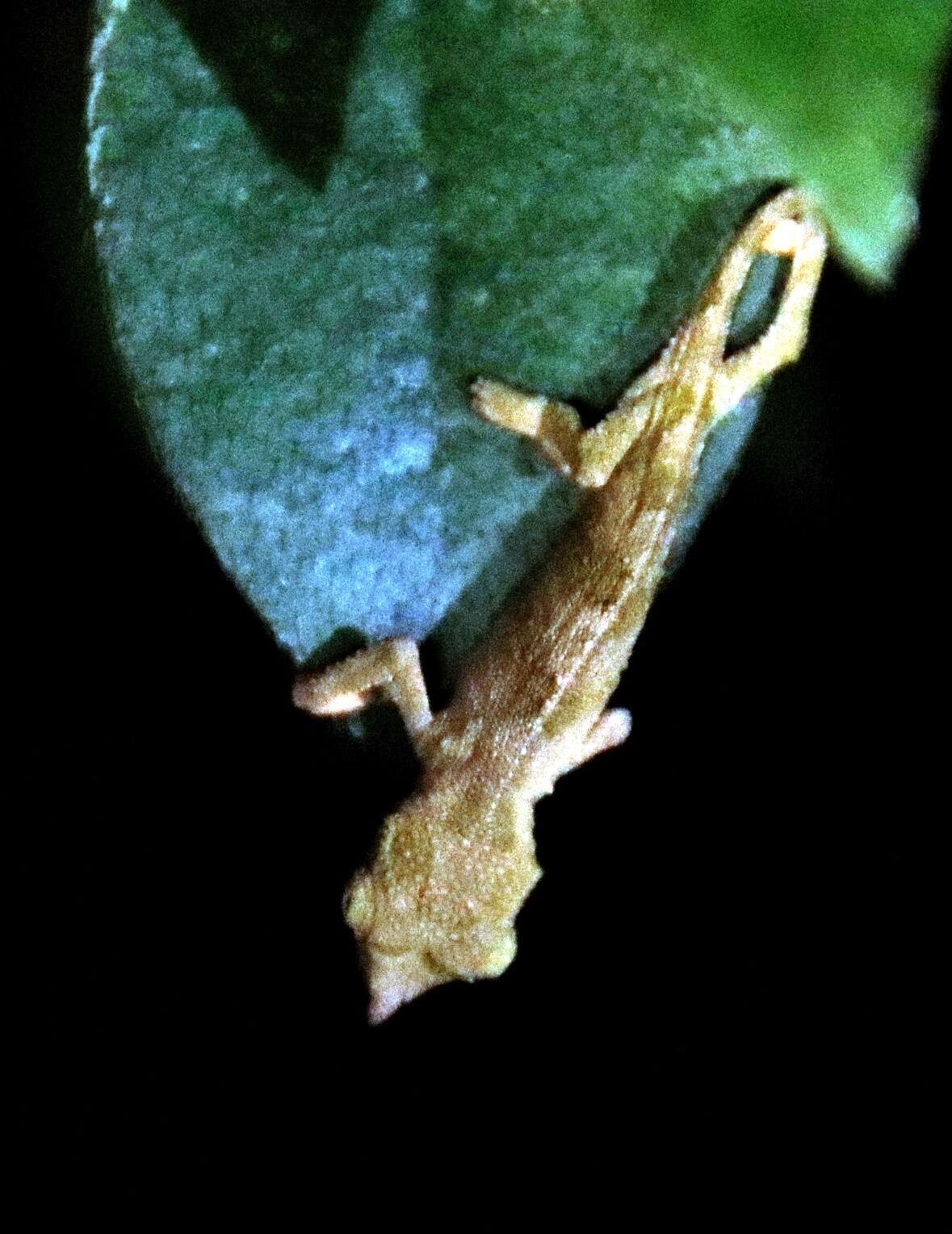 Image of Marshall's African Leaf Chameleon