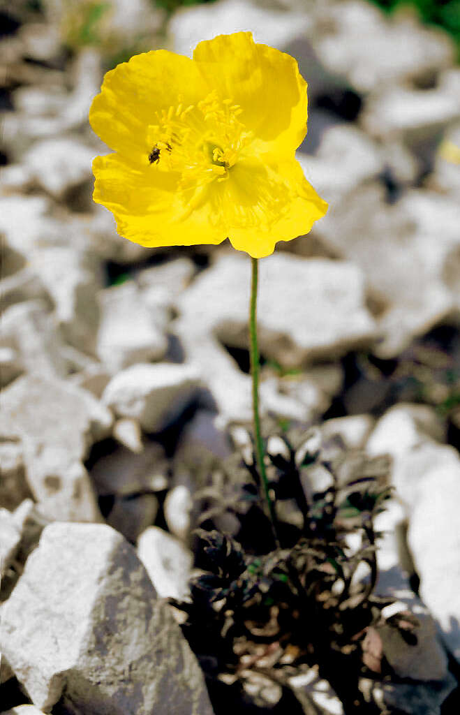 Imagem de Papaver alpinum L.