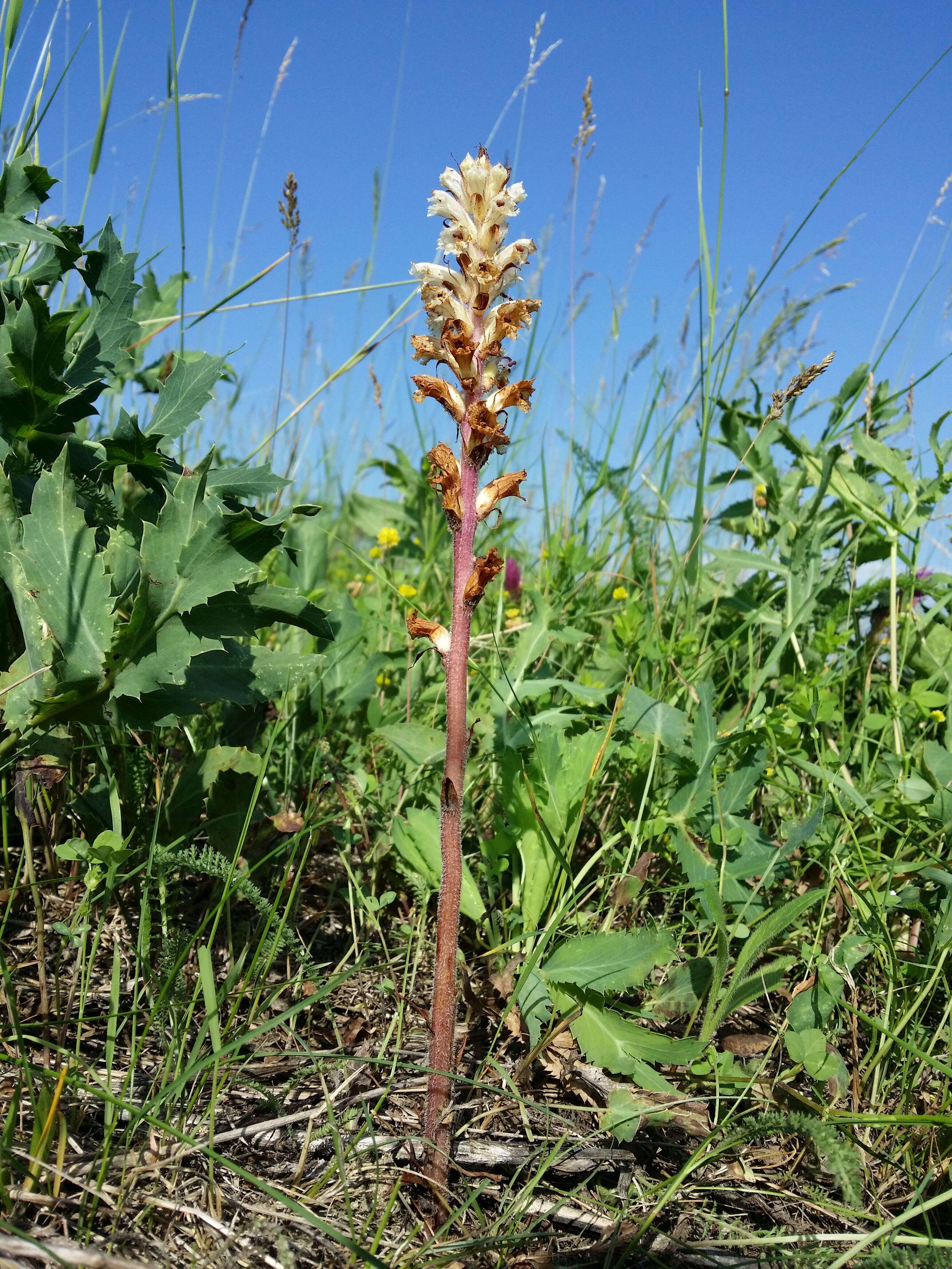 Image of oxtongue broomrape