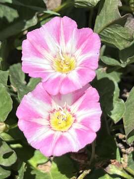 Image of Field Bindweed