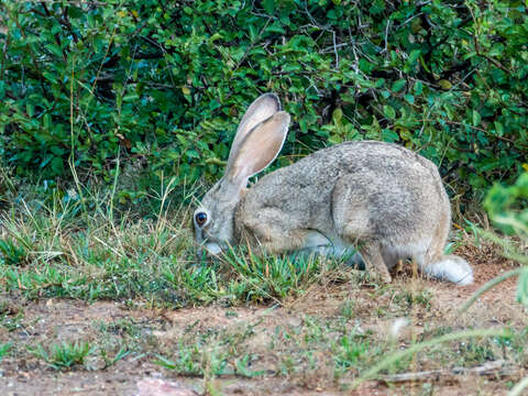 Lepus nigricollis F. Cuvier 1823 resmi