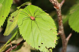 Image of Daddy-long-legs