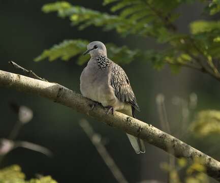 Image of Pink-spotted Fruit Dove