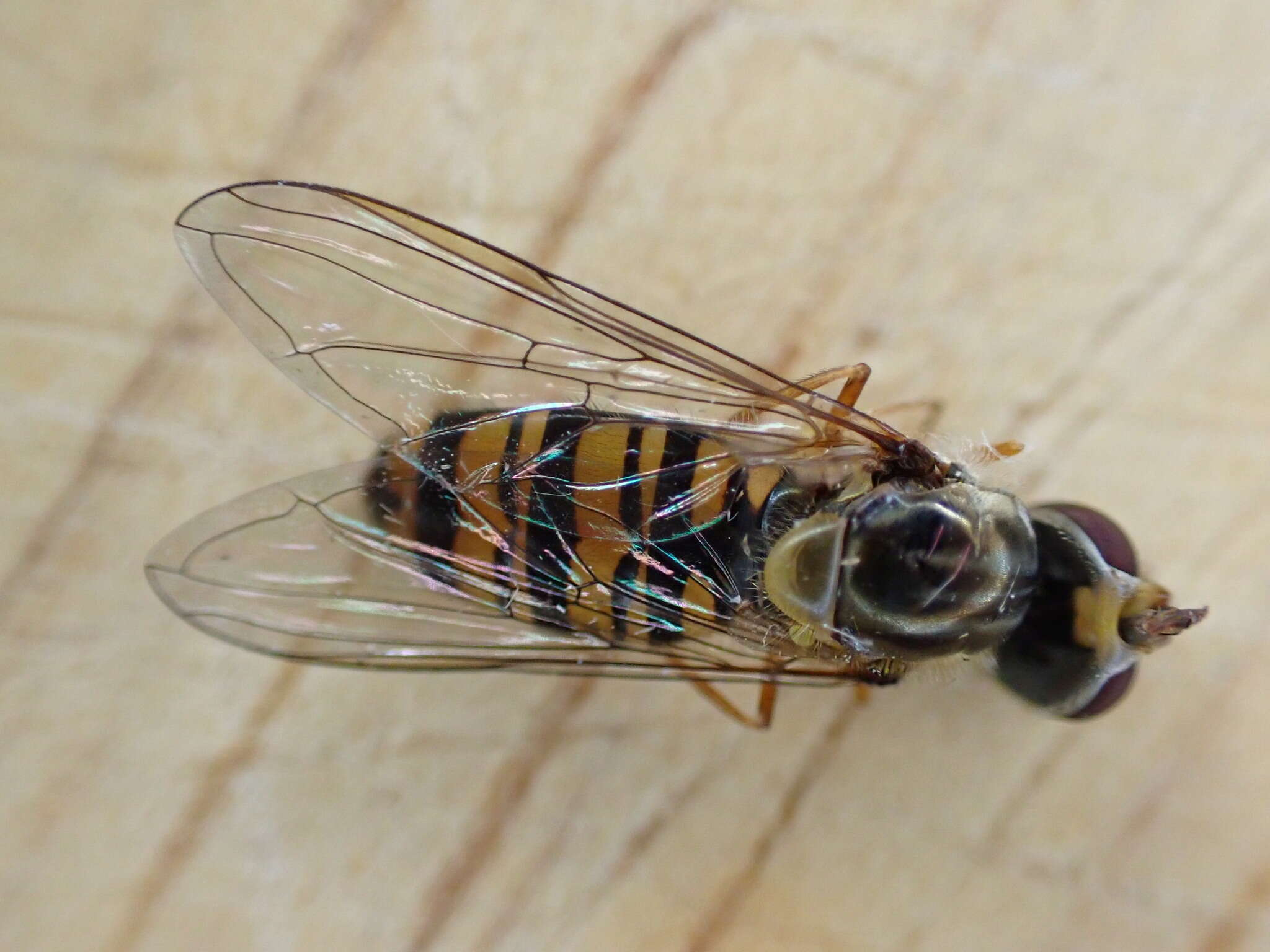 Image of Marmalade hoverfly