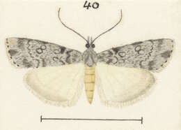Image of Eudonia cyptastis Meyrick 1909
