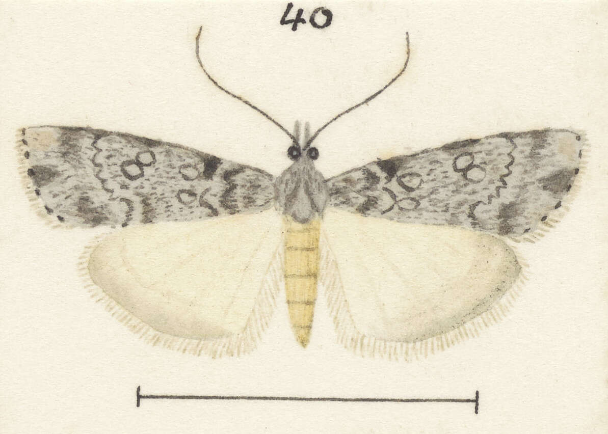 Image of Eudonia cyptastis Meyrick 1909