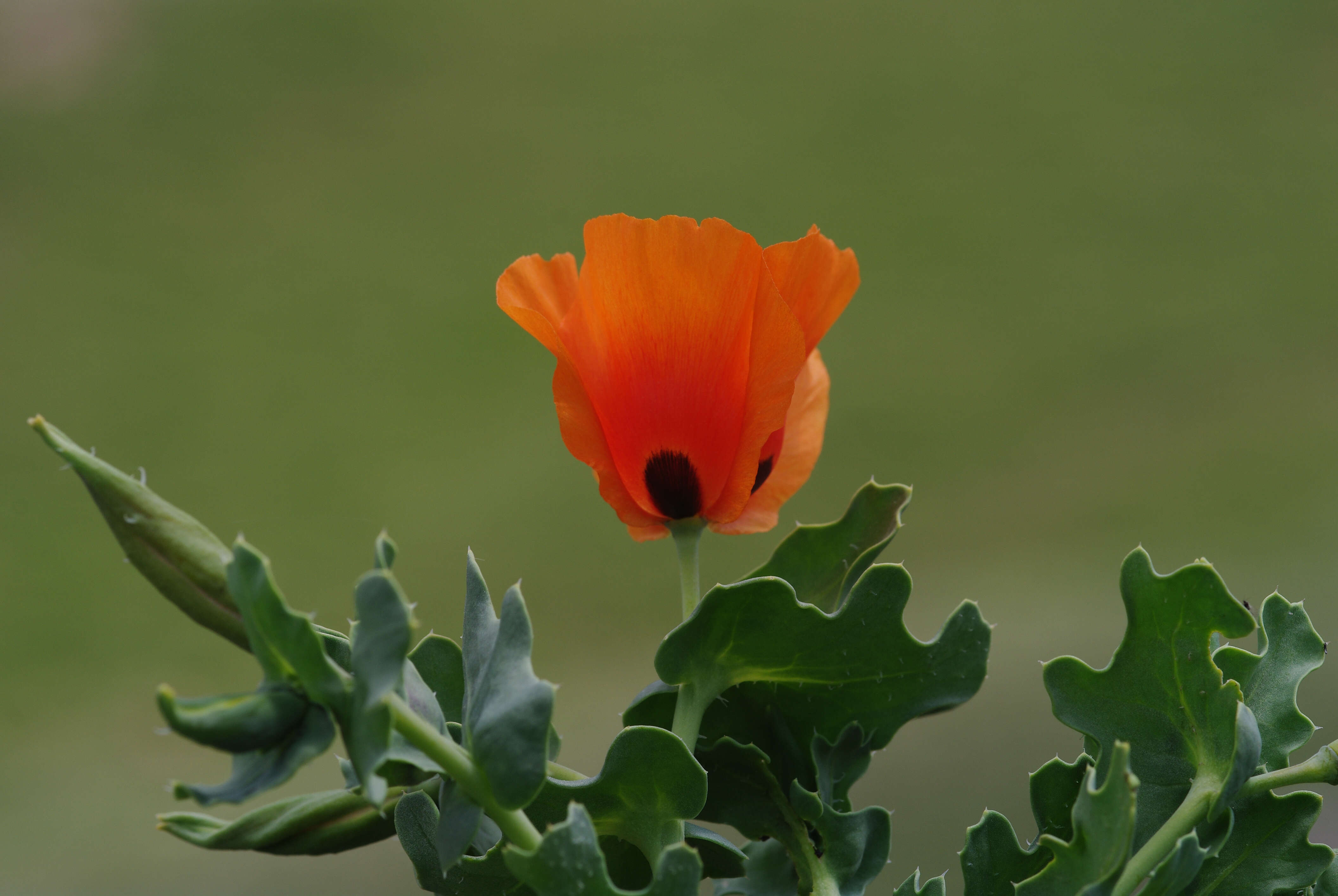 Image of Glaucium grandiflorum Boiss. & Huet