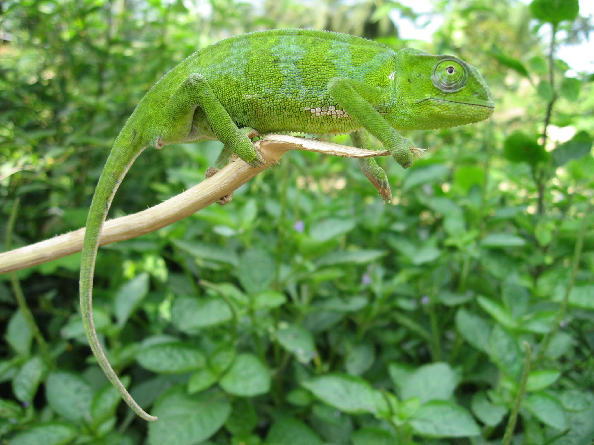 Image of Graceful Chameleon