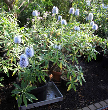 Image of Echium nervosum Dryand. ex Ait.