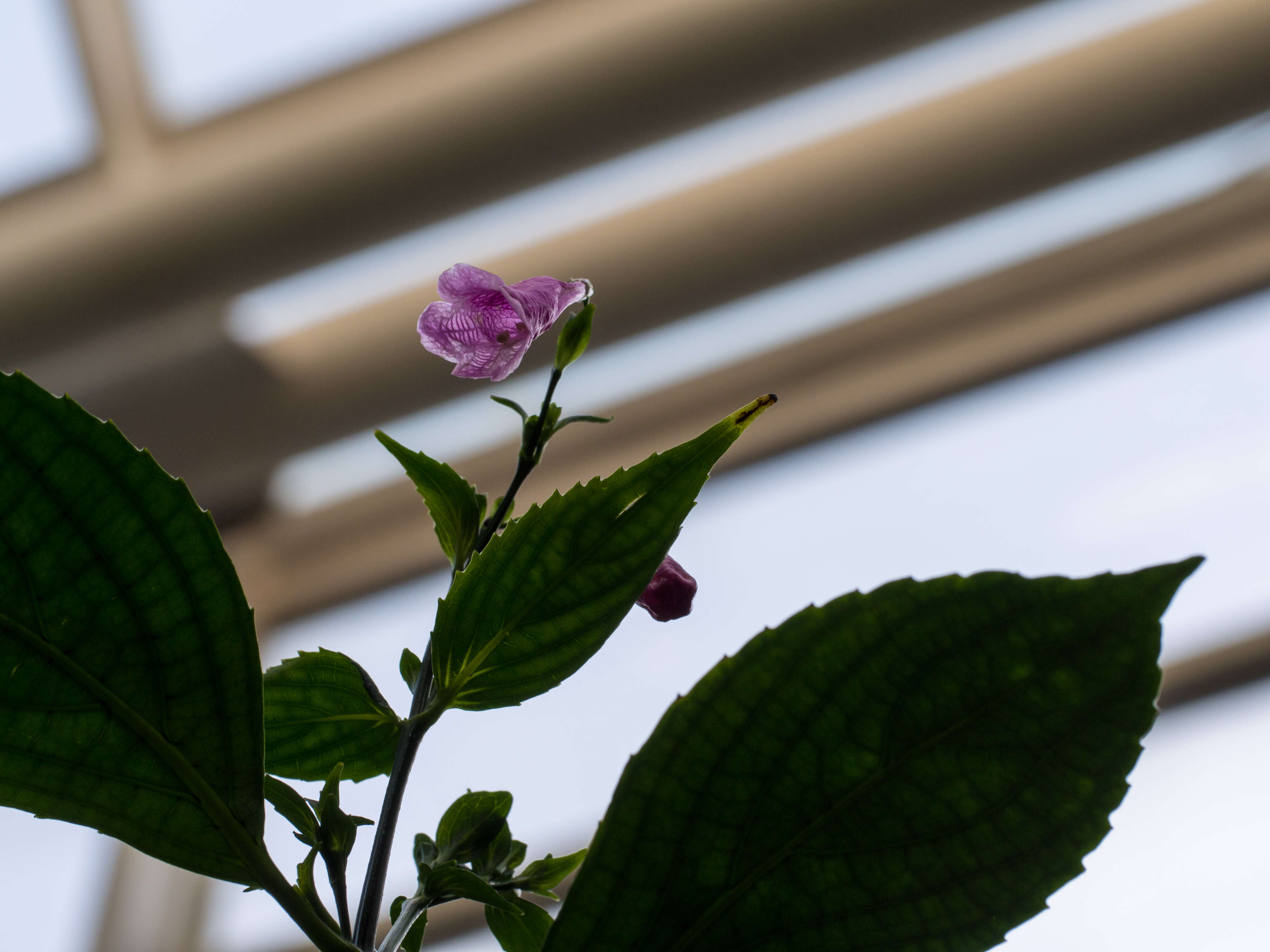 Image of Strobilanthes cusia (Nees) O. Kuntze